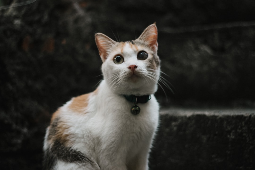 Νέος Memecoin CASHCAT Ξεπερνά τις Προσδοκίες στην Αγορά Κρυπτονομισμάτων