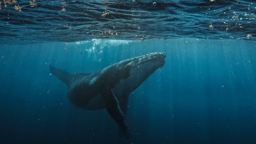 Cardano: «Σφίξιμο» στα short της ADA, ρεκόρ στις whale wallets και το ερώτημα για τον πυθμένα