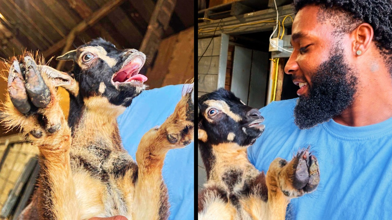 Το Daily Dose of Pets δείχνει γιατί δεν το «παρατράβηξε»