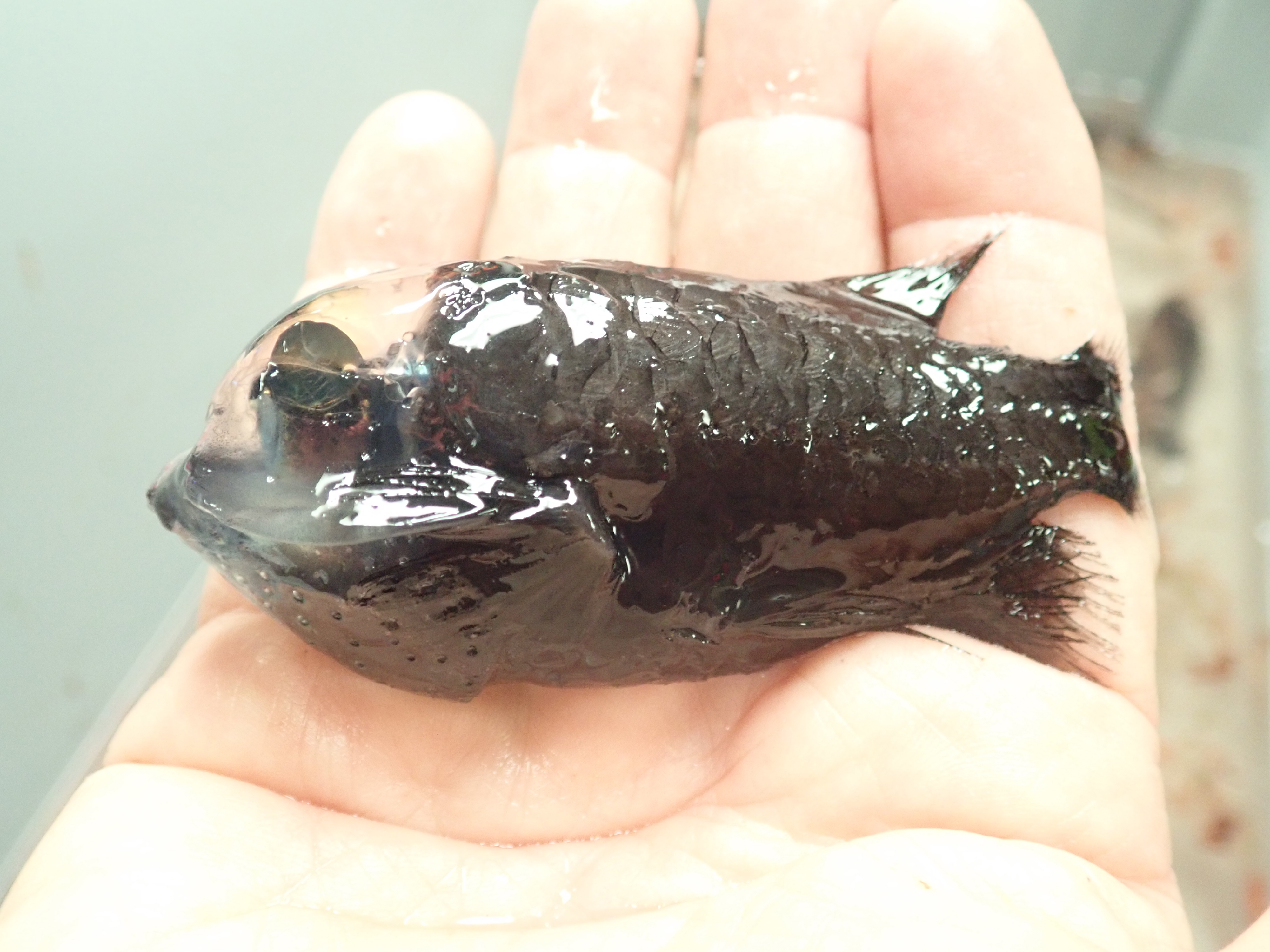 Αποκαλυπτικά πλάνα του μυστηριώδους Barreleye Fish
