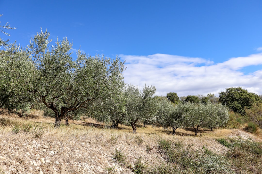Νέα στρατηγική ζητούν ειδικοί για πιο ανθεκτικά ευρωπαϊκά τοπία στις πυρκαγιές