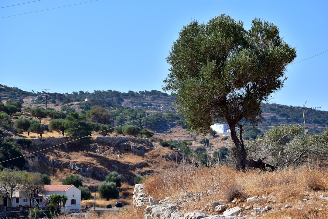 Επίσημη δέσμευση της Πειραιώς για την ανάπτυξη του ελληνικού ελαιόλαδου