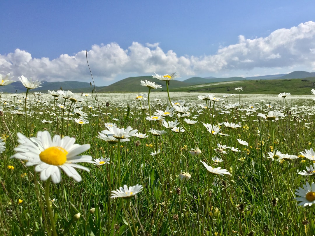 Επίσημο: Το Daisy Chain Fields χωρίς παράλληλα sets